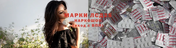 крисы Бородино